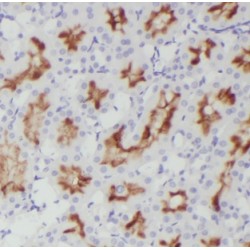 Docking Protein 9 (DOCK9) Antibody