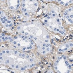 Dipeptidase 2 (DPEP2) Antibody