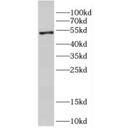 abx232517