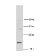 WB analysis of mouse testis tissue, using DR1 antibody (1/1000 dilution).