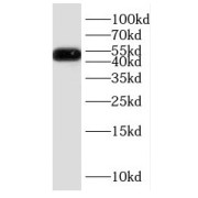 abx232532