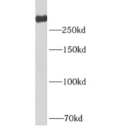 WB analysis of HeLa cells, using DRIM antibody (1/1000 dilution).