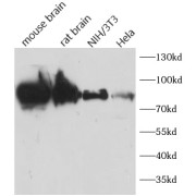 WB analysis of Various lysates, using DRP1 antibody (1/1000 dilution).
