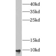 WB analysis of A375 cells, using DSS1 antibody (1/1000 dilution).
