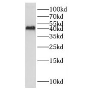 WB analysis of mouse liver tissue, using DUSP9 antibody (1/500 dilution).