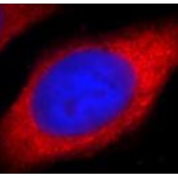 Dishevelled, Dsh Homolog 2 (Drosophila) (DVL2) Antibody
