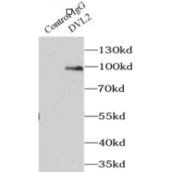 Dishevelled, Dsh Homolog 2 (Drosophila) (DVL2) Antibody