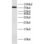 WB analysis of Raji cells, using DVL3 antibody (1/6000 dilution).