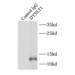 Dynein Light Chain Tctex-Type 1 (DYNLT1) Antibody