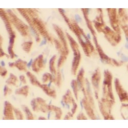 Dystroglycan Antibody