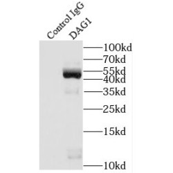 Dystroglycan Antibody