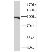 abx232603