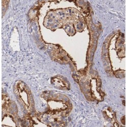 Enoyl-CoA Hydratase, Short Chain 1, Mitochondrial (ECHS1) Antibody