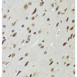 Endothelial Differentiation-Related Factor 1 (EDF1) Antibody