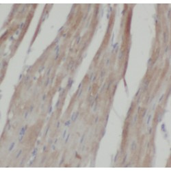 EDG7-Specific Antibody