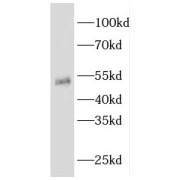 WB analysis of HepG2 cells, using EEF1A1 antibody (1/1000 dilution).