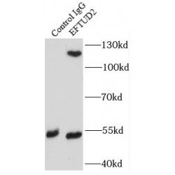 Elongation Factor Tu GTP-Binding Domain-Containing Protein 2 (EFTUD2) Antibody
