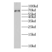 WB analysis of RAW264.7 cells, using EGR1 antibody (1/800 dilution).
