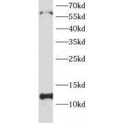 WB analysis of HeLa cells, using EIF1 antibody (1/1000 dilution).