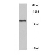 WB analysis of HepG2 cells, using EIF1AX antibody (1/1000 dilution).