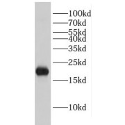 WB analysis of HeLa cells, using EIF1AX antibody (1/600 dilution).