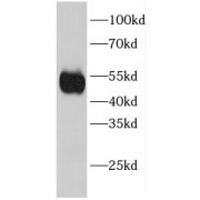 WB analysis of mouse liver tissue, using EIF2S2 antibody (1/1000 dilution).