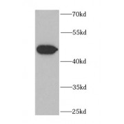 WB analysis of HeLa cells, using EIF2S3 antibody (1/1000 dilution).