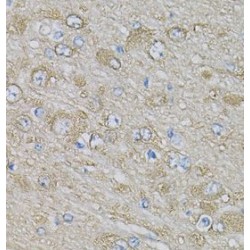 Eukaryotic Translation Initiation Factor 3 Subunit H (EIF3H) Antibody