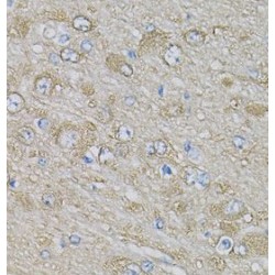 Eukaryotic Translation Initiation Factor 3 Subunit H (EIF3H) Antibody