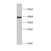 WB analysis of mouse testis tissue, using EIF3H antibody (1/1000 dilution).