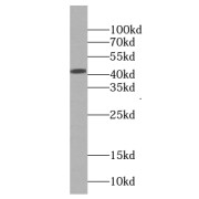 WB analysis of HeLa cells, using EIF3M antibody (1/1000 dilution).