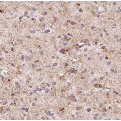 Eukaryotic Translation Initiation Factor 4 Gamma 3 (EIF4G3) Antibody