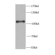WB analysis of MCF7 cells, using ELAC2 antibody (1/1000 dilution).