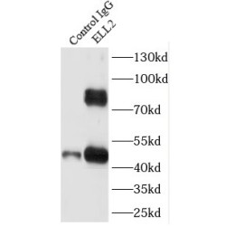 Elongation Factor RNA Polymerase II-Like 2 (ELL2) Antibody
