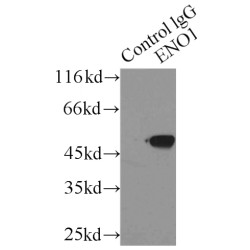 Alpha-Enolase (ENO1) Antibody