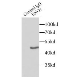 Alpha-Enolase (ENO1) Antibody