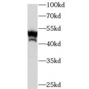 WB analysis of HeLa cells, using ENO1 antibody (1/1000 dilution).