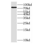 WB analysis of Jurkat cells, using ENOX1 antibody (1/1000 dilution).