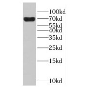 WB analysis of K-562 cells, using ENTPD2 antibody (1/600 dilution).
