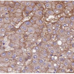 EPHA1-specific Antibody