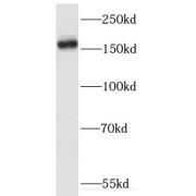 abx232827