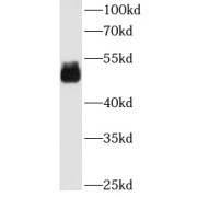 abx232867