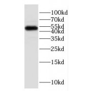 WB analysis of PC-13 cells, using ESRRB antibody (1/1000 dilution).