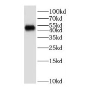 WB analysis of human spleen tissue, using ESRRG antibody (1/1000 dilution).