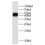 WB analysis of HEK-293 cells, using ETF1 antibody (1/800 dilution).