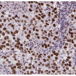 Exocyst Complex Component 5 (EXOC5) Antibody