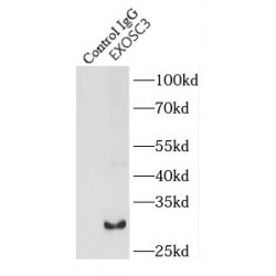 Exosome Component 3 (EXOSC3) Antibody