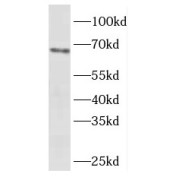 WB analysis of HeLa cells, using EYA4 antibody (1/2000 dilution).