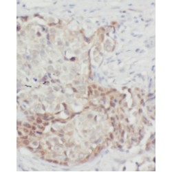FABP7-Specific Antibody