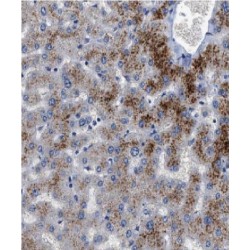 Factor XII Antibody